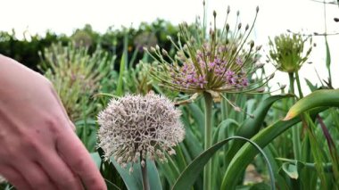 Allium karataviense ve Allium schubertii Allarium 'da. Yuvarlak başlı soğan çiçekli Alliacea ailesi. Dekoratif mor soğan yaz bahçesinde ellerinde..