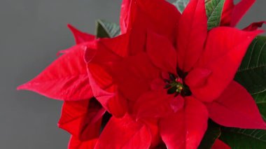 Gri arka planda kırmızı noktalar. Nokta çiçekli Noel duvar kâğıdı. Noel yıldızı çiçeği.. 