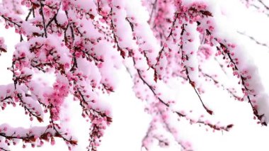 Erikli zenci, karda. Yavaş hareket et. Kar yağarken pembe dallar. 4k görüntü
