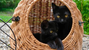 Hayvan taşımacılığı. Bahçedeki sepette siyah kedi yavruları. Kediler için ekipman. Wicker Sepeti 'nde oyuncak kedi yavruları.. 