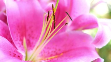Pembe Asyalı Lily Yaklaş. Güzel çiçek duvar kâğıdı. Çiçek açan yaz bahçesi atmosferi. 