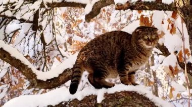 Ağaçtaki kedi. Evcil hayvanların kış yürüyüşleri. Çizgili İskoç Katlanmış kedisi güzel bir karlı bahçede. 