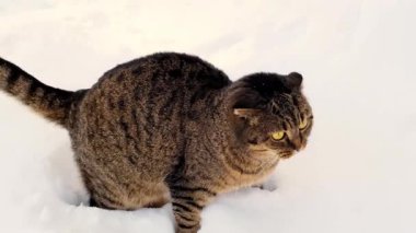 Kedi ve kar. Kedi düşen kardan kurtulur. Evcil hayvanların kış yürüyüşleri. 