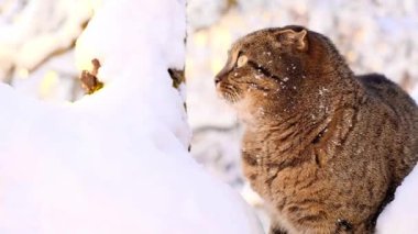Karlı bir bahçede ağaçtaki kedi. Karlı bahçede tekir kedi portresi. Karlı ağaç dallarında İskoç kedisi yürüyor. Çizgili bir kedinin portresi.. 