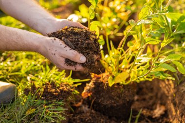 Toprağa Çiçek Diken Eller. Bahçıvan Bahçe Bahçesinde Saksı Bitkisi. Bahçıvan Bahçede Yabanmersini Tohumu Ekiyor. Bahçede Meyveler ve Meyveler.