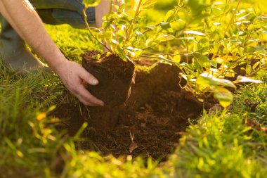 Sunlit Bahçesi 'nde saksı bitkisi. Yaban mersini ekimi. Toprağa yabanmersini eken adam. Organik tarım. 