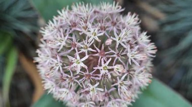 Yaz bahçesinde dekoratif mor soğan. Allium karataviense.Yuvarlak uçlu soğan. 4k görüntü