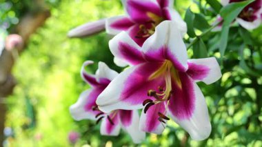 Yeşil yaz bahçesinde beyaz pembe zambaklar. Zambaklı çiçek duvar kağıtları. Yaz bahçesinde çiçekler ve böcekler. 4k görüntü