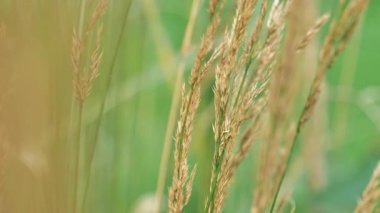 Calamagrostis acutiflora Overdam.Peyzaj tasarımında süs çimeni. Soğuk Büyüyen Kış Hardy Otları. Karışık hububat için güzel bahçe tahılları. Tasarım bahçesinde mısır gevreği ve otlar.