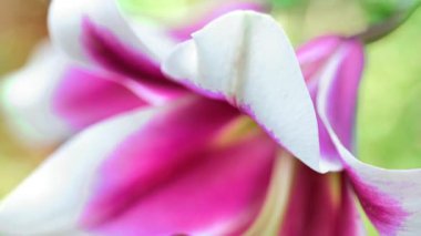 Beyaz pembe zambaklar yakın plan çiçek açar. Ampul çiçeği, zambaklı çiçek duvar kağıdı. 4k görüntü