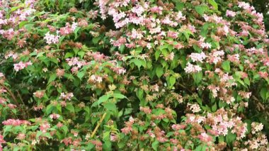 Kolkwitzia amabilis ve bahar bahçesindeki mor rhododendron. Peyzaj tasarımında uzun yıllardır çiçek açan çalılar. 4k görüntü