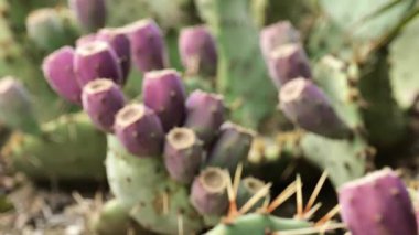 Opuntia engelmannii yaprakları ve mor meyveler. Kaktüs ailesi. Yeşil Succulent bitki dokusunun yakın çekimi. 4k görüntü