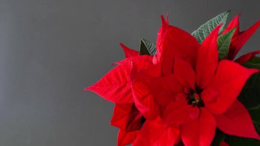 Nokta çiçekli Noel duvar kağıdı. Noel yıldızı çiçeği. Şenlik sembolü Noel çiçekleri. 4k görüntü