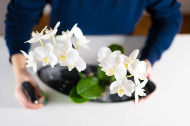 Beyaz orkidelerle iç mekanda ilgilenmek. Modern Potada Orkide 'yi sulamak. Evdeki saksılarda çiçek yetiştirmek. Sprey şişeden orkideler. Saksıda saksı bitkileri. Mavi kazaklı bir kadının orkide püskürtmesi.