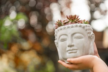 Buda Başı Potası 'ndaki Sempervivum sedum. Taş güller, bir çocuğun ellerinde Buda Başı şeklinde beton bir çömleğe konmuş. Japon sulu bahçesi. Sürdürülebilir tasarım estetiği..