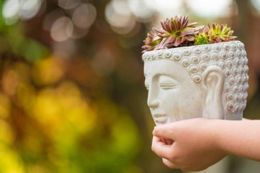 Buda Potu 'ndaki sulu bitki. Empervivum sedumu. Sürdürülebilir tasarım estetiği. İlham verici doğa. Japon sulu bahçesi 