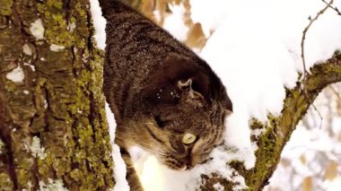 Kışın karlı bir bahçede ağaçtaki kedi. Kışın yürüyüşe çıkan hayvanlar. İskoç kedisi karlı ağaç dallarında yürüyor. 