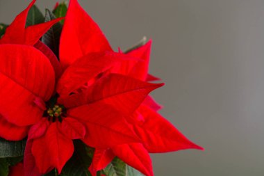  Red Poinsettia Çiçekleri. Kış tatilleri için çiçekler. Noel yıldızı çiçeği. Gri bir arkaplanda kırmızı noktalı çiçekler.. 