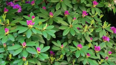 Bahar bahçesinde Rhododendron çiçek tomurcukları ve çiçekler. Çiçek açan çok yıllık çalılar..