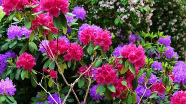 Çiçekli bahar duvar kâğıdı. Mor ve pembe Rhododendron Çiçekleri. Çiçek açan uzun ömürlü çalılar.. 