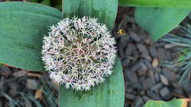 Allaryumdaki Allium Karataviense. Üst Manzara. Yuvarlak başlı soğanlar Alliacea ailesi. Bahçe bahçesinde dekoratif soğan. Leylak tonlarında ampul çiçekleri. 4k görüntü