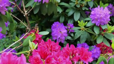 Rhododendron Blooming. Çiçekli bahar duvar kâğıdı. Çiçek açan çok yıllık çalılar. Baharda aczaleas ve rhododendronlar. 4k görüntü