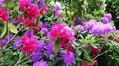 Çiçekli yay duvar kâğıdı. Mor ve pembe Rhododendron çiçeği. Çiçek açan uzun ömürlü çalılar. 4k görüntü