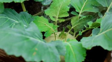 Kohlrabi suluyor. Olgun yeşil kohlrabi ve su dereleri. Ağır çekim. Organik çiftlik sebzeleri yetiştiriyor. 4k görüntü