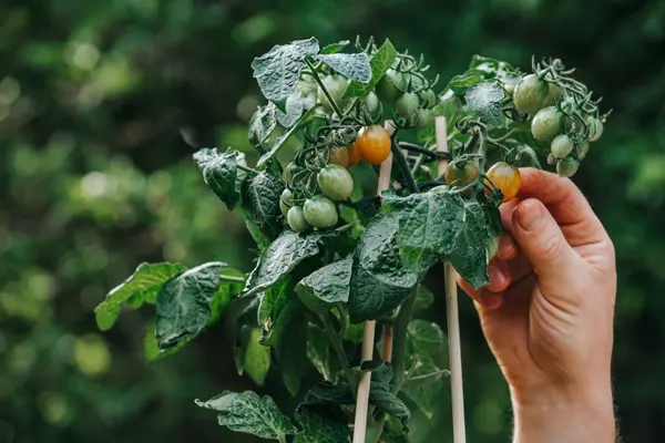  Tencerede domates çalılığı. El çalılıktan vişneli domates toplar. El, domates fidanlı bir tencere alır. Sebze kabı. Bahçe için mini bitkiler.. 