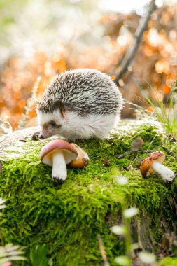 Ormandaki mantarların arasında kirpi aranıyor. Mantar sezonu. Güneşli bir sonbahar ormanında ağaçta mantarlı şirin bir kirpi..