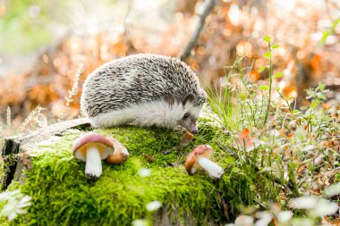 Moss 'ta mantarlı bir ormanda kirpi. Mantarlı komik bir kirpi sonbahar mantarı ormanında bir kütüğün üzerinde duruyor.. 