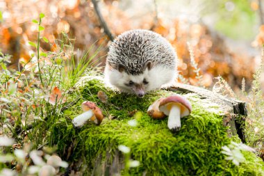 Sonbahar ormanlarında güneş ışınlarında bir kütükte mantarlı kirpi. Kirpiyle çok güzel bir orman geçmişi var. Dikenli gri kirpi.
