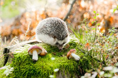  Mantarlı komik kirpi sonbahar mantarı ormanında bir kütüğün üzerinde duruyor.. 