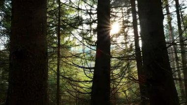 Güneş ve orman. Orman duvar kağıdı. Çam ormanında güneş ışınları ve parıldıyor. Güneş ışınlı yeşil orman. 4k görüntü