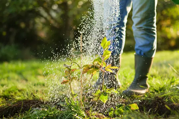 Bahçedeki Genç Bitkileri Sulamak. Lastik botlu bir adam güneşli bir bahçede yabanmersini fidelerini suluyor. Genç bir bitkiyi suluyor. Yabanmersini çalıları dikiyorum..