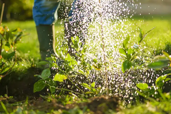 Böğürtlen tohumu sulama. Bahçedeki Genç Bitkileri Sulama. Lastik botlu bir adam güneşli bir bahçede yabanmersini fidelerini suluyor. Genç bir bitkiyi suluyor. 