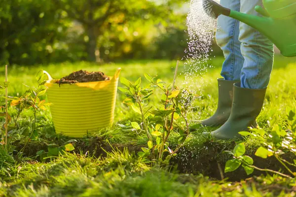 Yabanmersini tohumu sulayan çiftçi. Bahçedeki Genç Bitkileri Sulamak. Lastik botlu bir adam güneşli bir bahçede yabanmersini fidelerini suluyor. Genç bir bitkiyi suluyor. 
