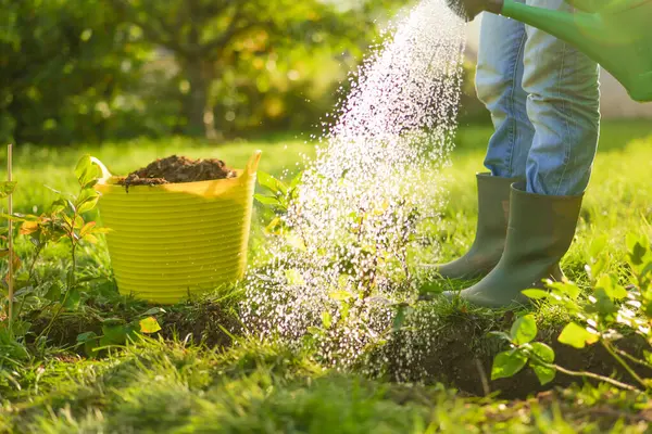 Yabanmersini fidanı dikiyorum. Çiftçi yaban mersini fideleri suluyor. Bahçedeki Çiçekleri Sulamak. Lastik botlu bir adam güneşli bir bahçede yabanmersini fidelerini suluyor. Genç bir bitkiyi suluyor. 