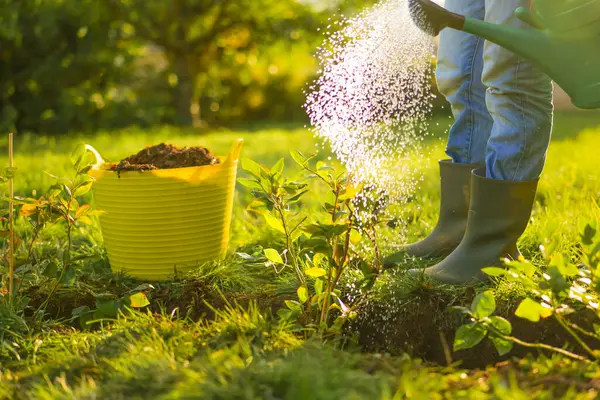  Böğürtlen çalılığı. Çiftçi yaban mersini tohumu suluyor. Bahçedeki Genç Bitkileri Sulama. Lastik botlu bir adam güneşli bir bahçede yabanmersini fidelerini suluyor. Genç bir bitkiyi suluyor. 