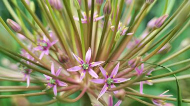 Allium schubertii ailesi Alliacea. Yaz bahçesinde mor tüylü soğan. 4k görüntü