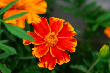  Turuncu kadife çiçeği yakın plan. Turuncu ve sarı kadife çiçekleri. Bahçede kullanışlı çiçekler ve bitkiler. Bahçe bitkisi.. 