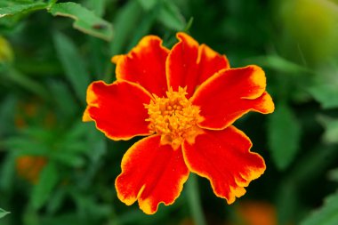 Vibrant Marigold Çiçeği 'nin yakın çekimi. Çiçek duvar kağıdı. Turuncu ve sarı kadife çiçekleri. Bahçede kullanışlı bitkiler.. 
