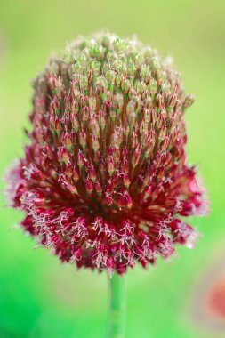 Allium Pervaz Yakın Çekim. Bahçedeki Allium Çiçekleri. Burgundy Soğan Pervazı. Çiçek açan Allium Çiçeği. Çiçek açan kırmızı çiçek. Çiçek açan kırmızı çiçek.. 