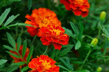 Marigold Çiçekleri arka plan. Çiçekler duvar kağıdı. Turuncu ve sarı kadife çiçekleri manzara tasarımında. Bahçede kullanışlı bitkiler.. 
