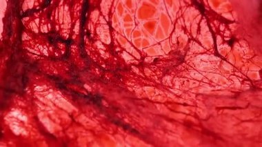 Kırmızı Doku Arkaplanı. Kanlı kumaş arka plan. Kan izleri arka planda. Kanlı çizgiler ve iplikler..