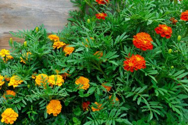Ahşap arka planda Marigold Çiçekleri. Çiçek duvar kağıdı. Turuncu ve sarı kadife çiçekleri manzara tasarımında. Bahçede kullanışlı bitkiler.. 