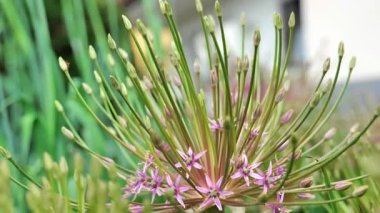 Bahçedeki Allium Çiçeği. Allium schubertii ailesi Alliacea. Soğan çiçeği. 4k görüntü