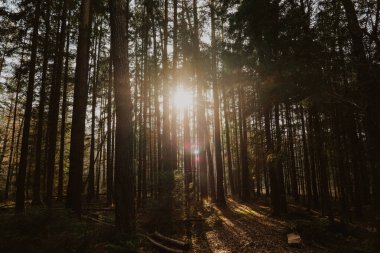 Güneşli bir ormanda karanlık ağaç siluetleri. Güneş ışınlı güzel orman duvar kağıtları. Güneşli orman duvar kağıdı. Ve orman..