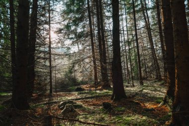 Güneşi parlayan yosunlu çam ormanı. Güneşli bir ormanda karanlık ağaç siluetleri. Güneş ışınlı güzel orman duvar kağıtları. 