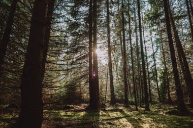  Güneş ışınlı orman duvar kağıdı. Güneşli bir ormandaki ağaç siluetleri. Güneş ışınlı güzel orman duvar kağıtları. Güneşli orman duvar kağıdı.